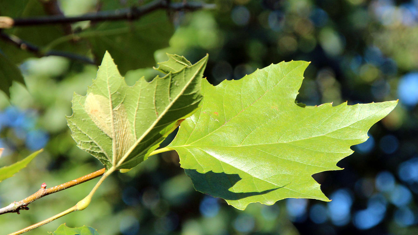 Platanus x hispanica 'Louisa Lead' leaves