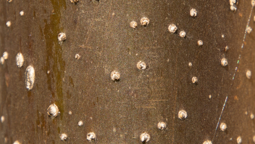 Paulownia 'FAST BLUE' bark