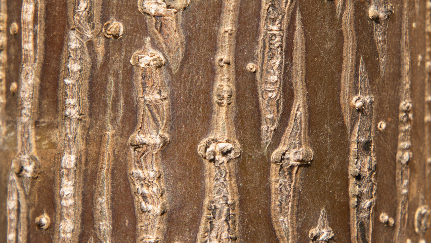 Paulownia 'FAST BLUE' bark