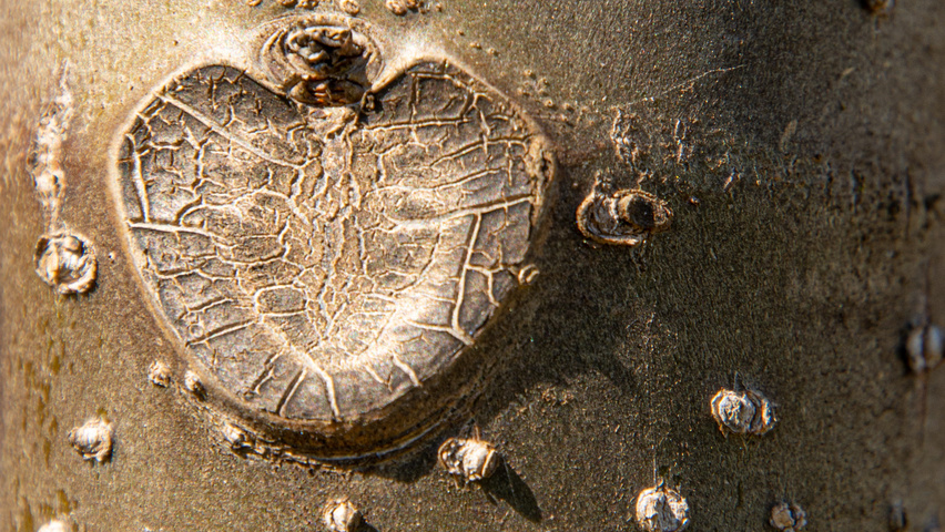 Paulownia 'FAST BLUE' bark