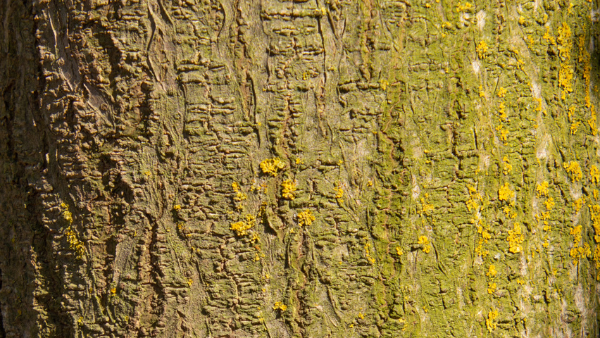 Paulownia 'FAST BLUE' bark
