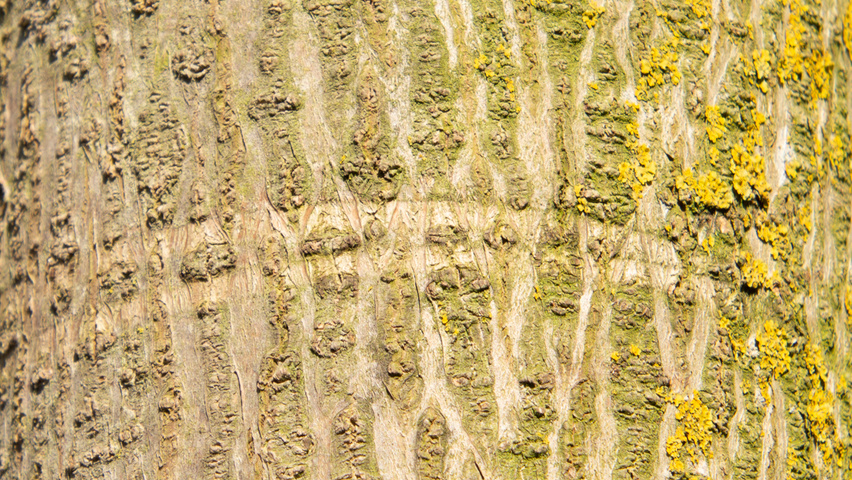 Paulownia 'FAST BLUE' bark