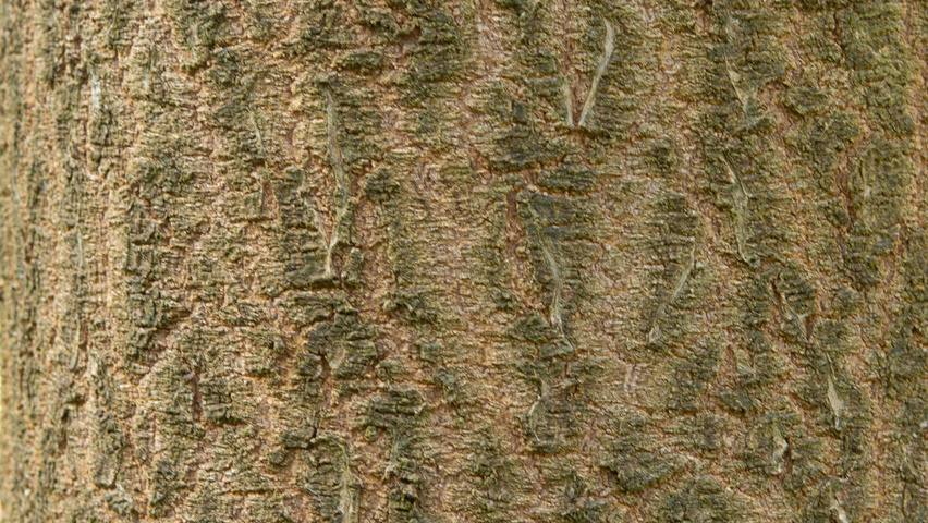 Paulownia 'FAST BLUE' bark