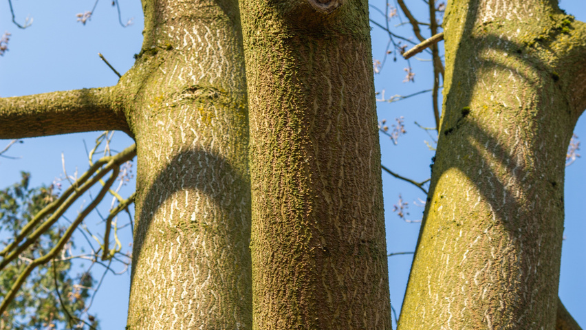 Paulownia 'FAST BLUE' bark