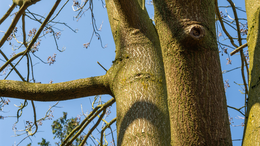 Paulownia 'FAST BLUE' bark