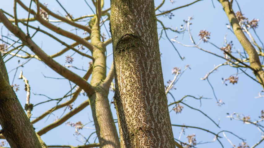 Paulownia 'FAST BLUE' bark