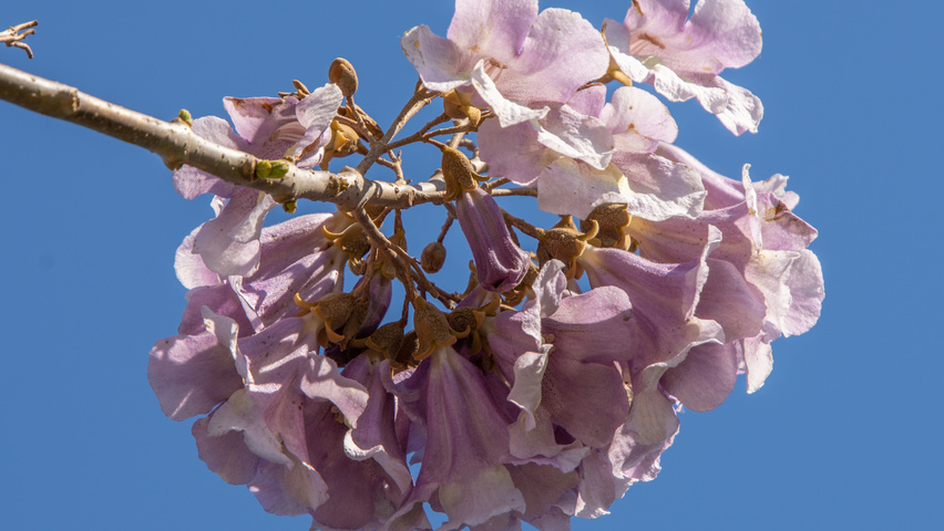 Paulownia 'FAST BLUE' flowers