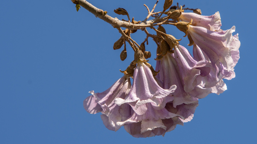 Paulownia 'FAST BLUE' flowers