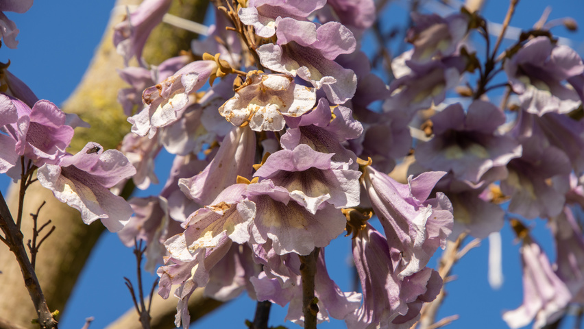 Paulownia 'FAST BLUE' flowers