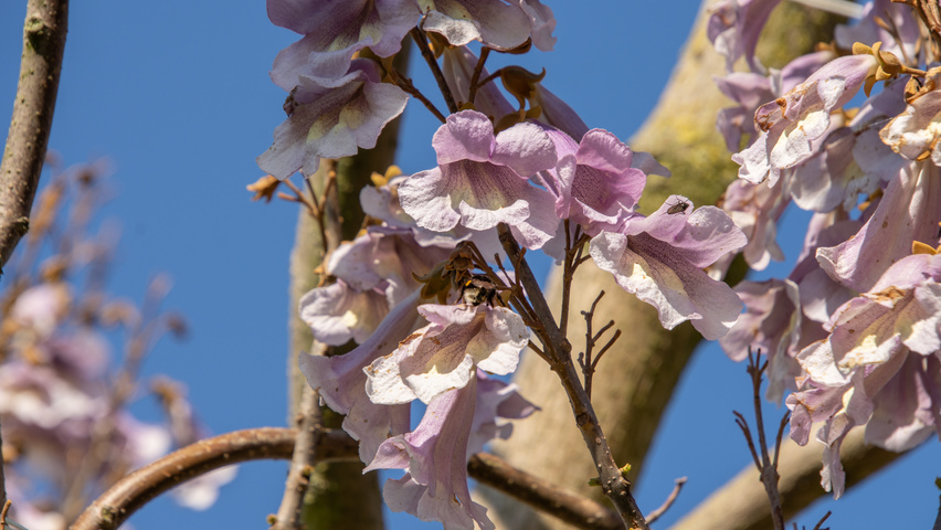 Paulownia 'FAST BLUE' flowers