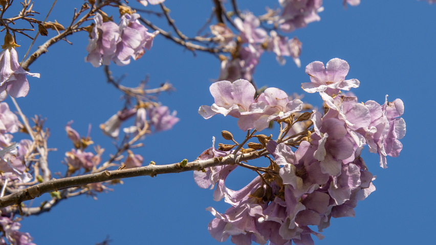 Paulownia 'FAST BLUE' flowers