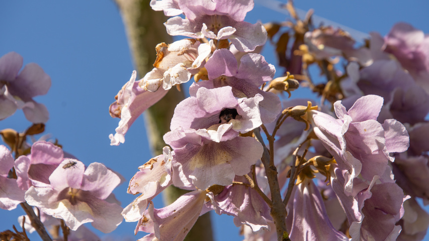 Paulownia 'FAST BLUE' flowers