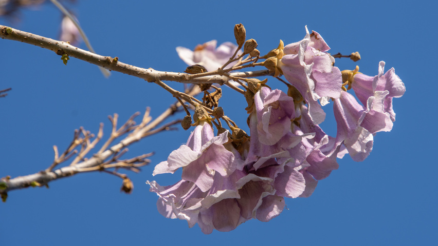 Paulownia 'FAST BLUE' flowers