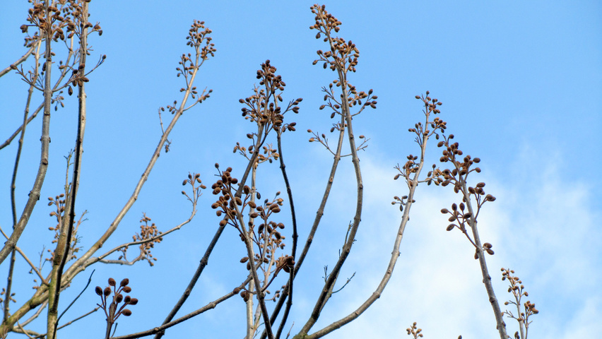 Paulownia 'FAST BLUE' flowers