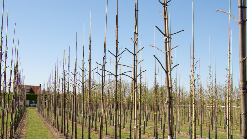 Paulownia 'FAST BLUE' standard tree