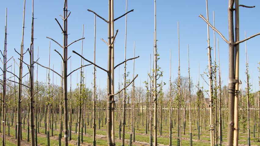 Paulownia 'FAST BLUE' standard tree