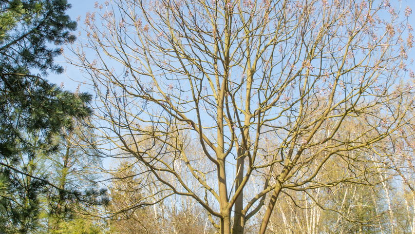 Paulownia 'FAST BLUE' standard tree