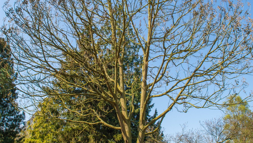 Paulownia 'FAST BLUE' standard tree