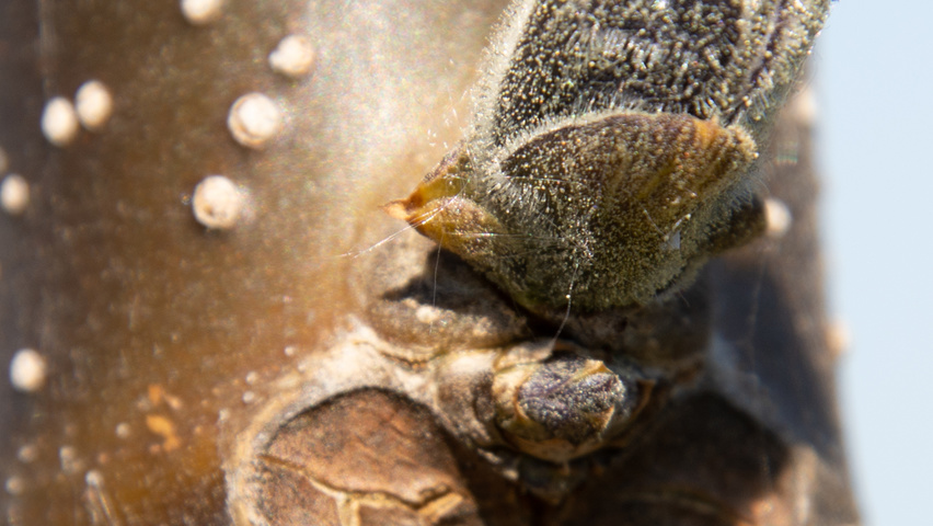 Paulownia 'FAST BLUE' leaves