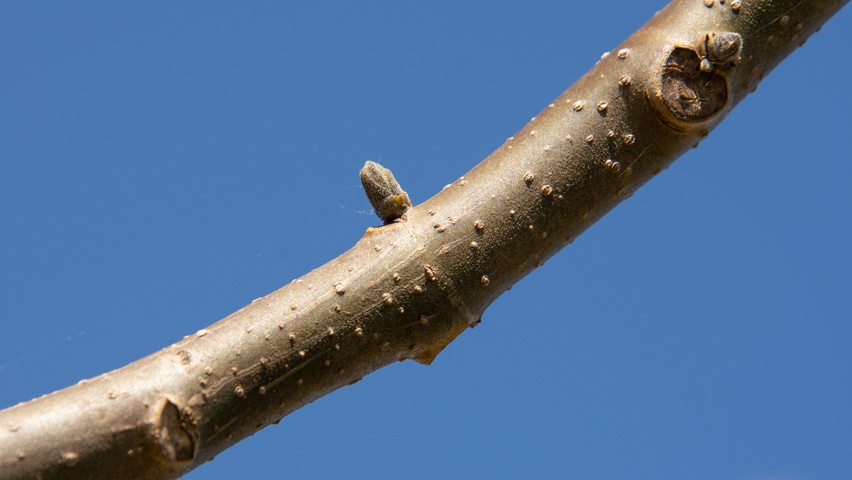 Paulownia 'FAST BLUE' twigs