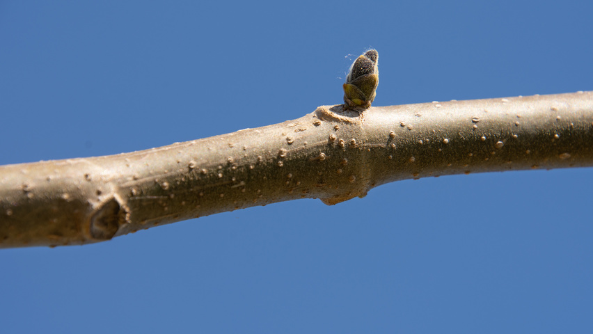 Paulownia 'FAST BLUE' twigs