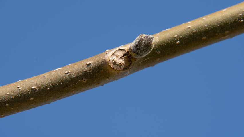 Paulownia 'FAST BLUE' twigs