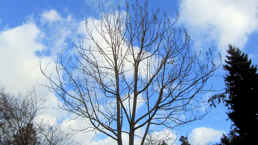 Paulownia 'FAST BLUE' twigs