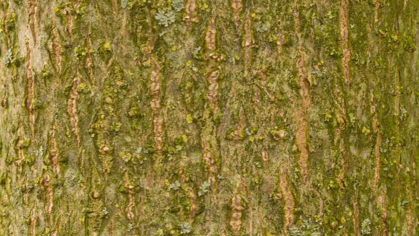 Paulownia tomentosa bast