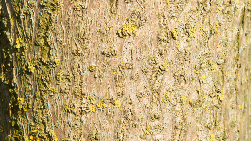 Paulownia tomentosa bast