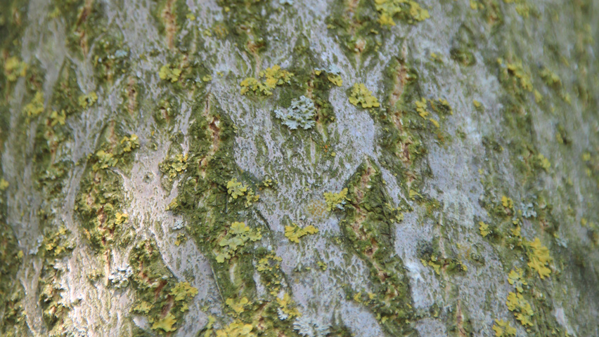 Paulownia tomentosa bast