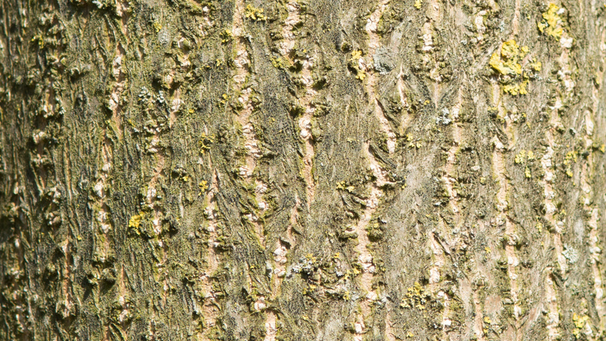 Paulownia tomentosa bast