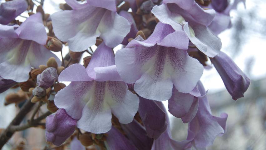 Paulownia tomentosa bloem