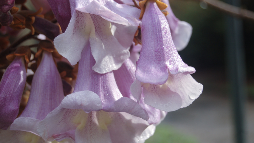 Paulownia tomentosa bloem