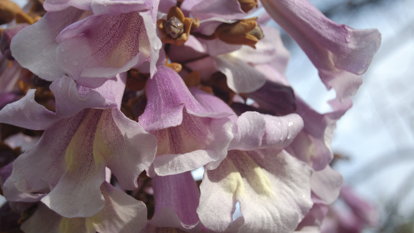Paulownia tomentosa bloem