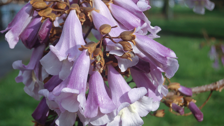 Paulownia tomentosa bloem