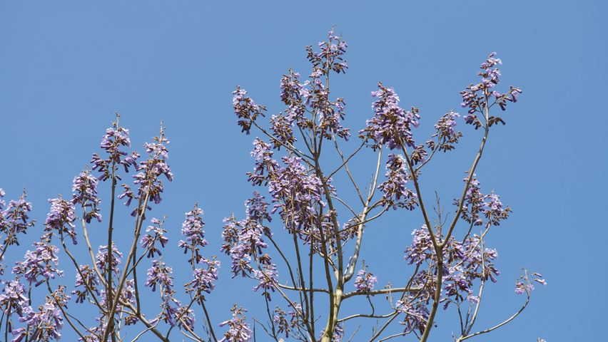 Paulownia tomentosa bloem