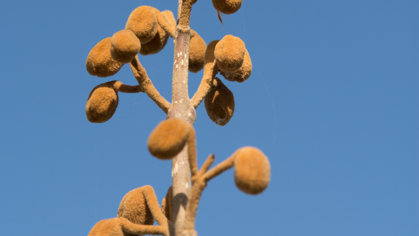Paulownia tomentosa bloem