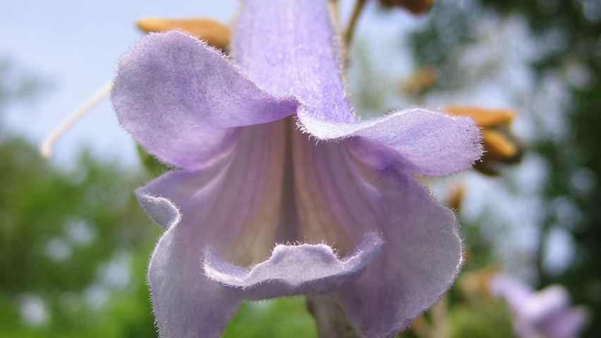 Paulownia tomentosa bloem