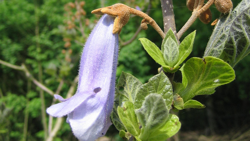 Paulownia tomentosa bloem