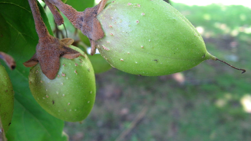 Paulownia tomentosa vrucht