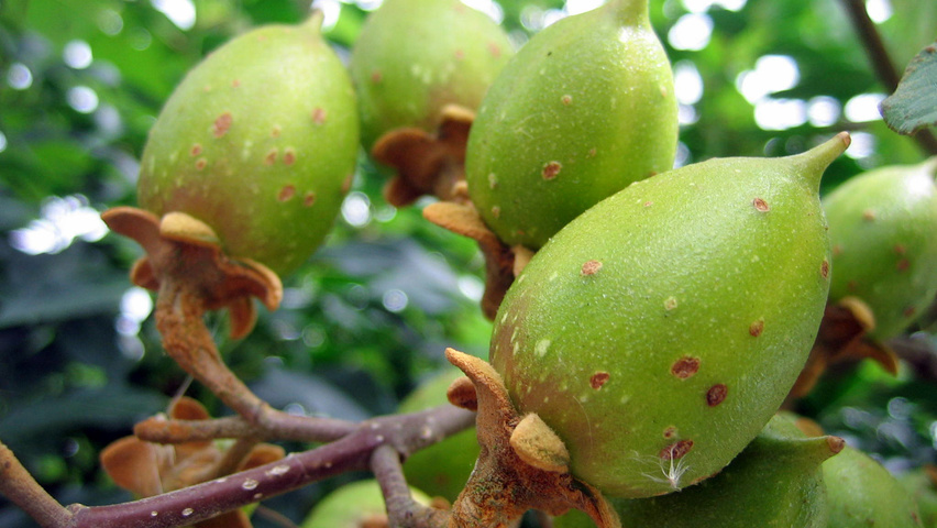 Paulownia tomentosa vrucht