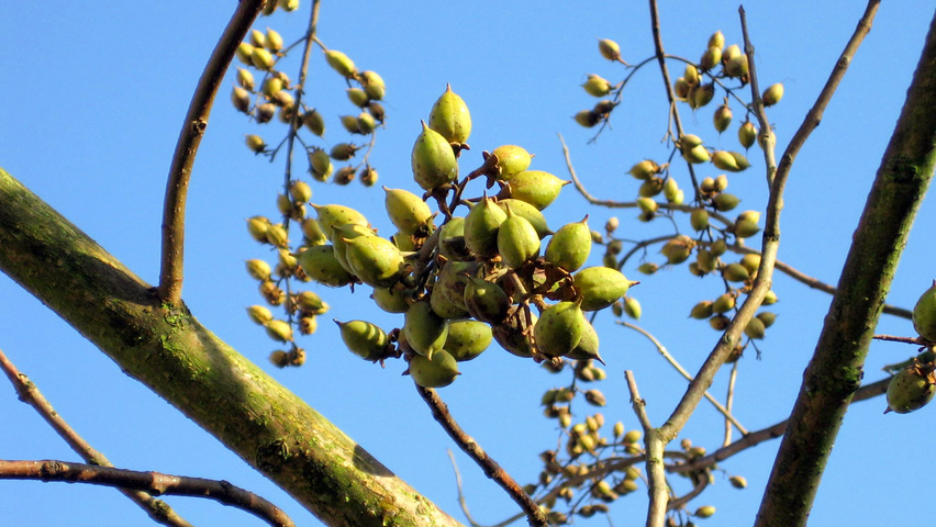 Paulownia tomentosa vrucht