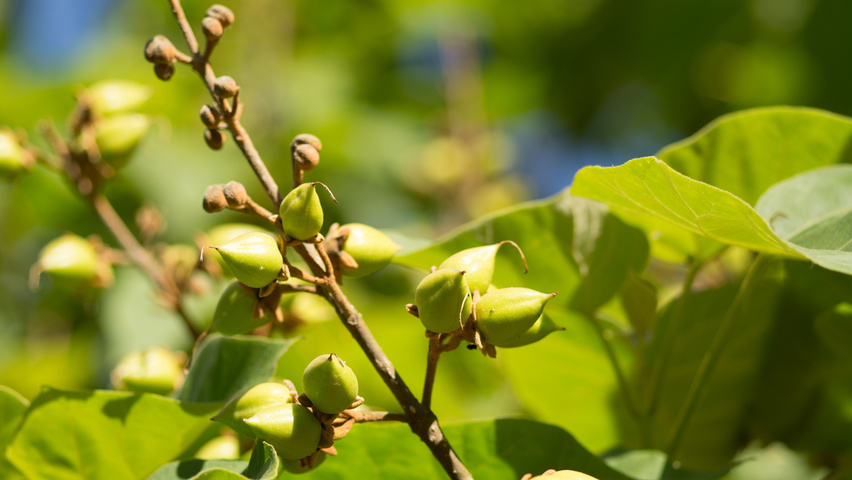 Paulownia tomentosa vrucht