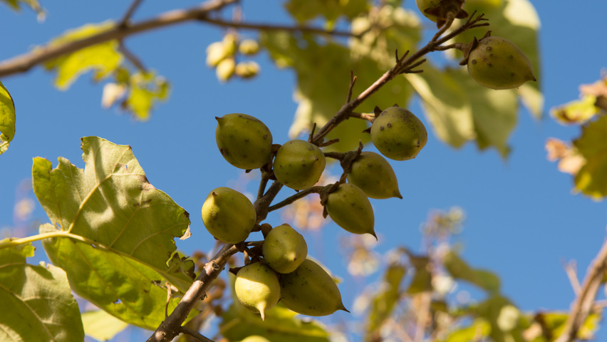 Paulownia tomentosa vrucht