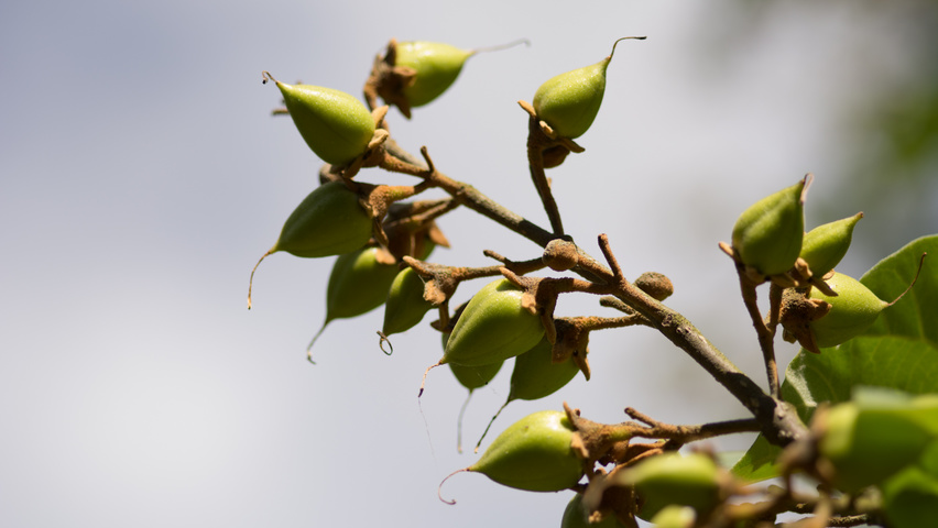 Paulownia tomentosa vrucht