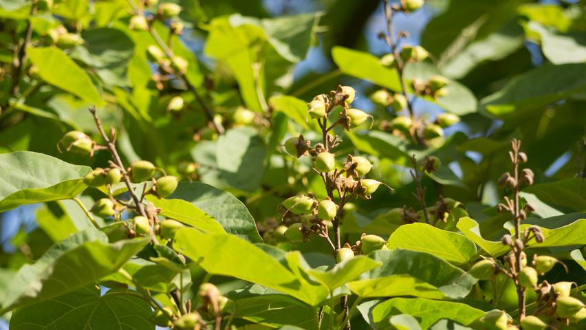Paulownia tomentosa vrucht