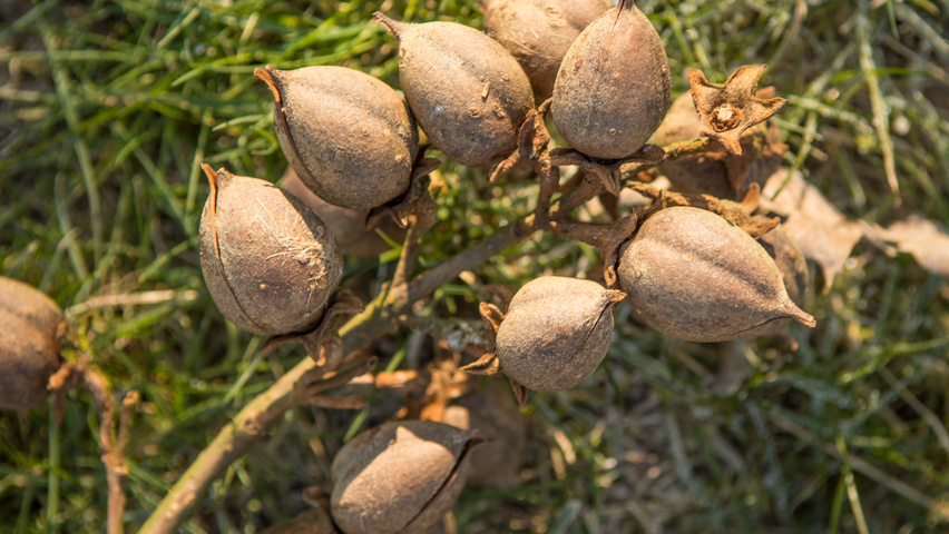 Paulownia tomentosa vrucht