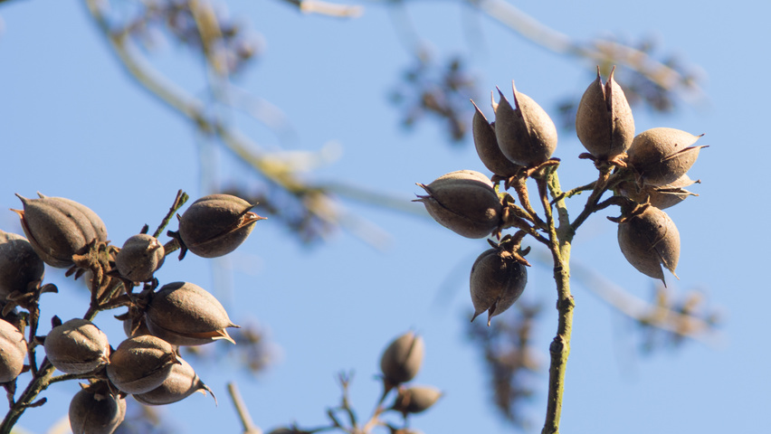 Paulownia tomentosa vrucht