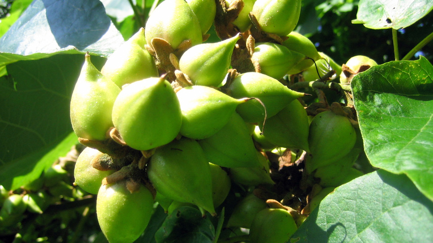 Paulownia tomentosa vrucht