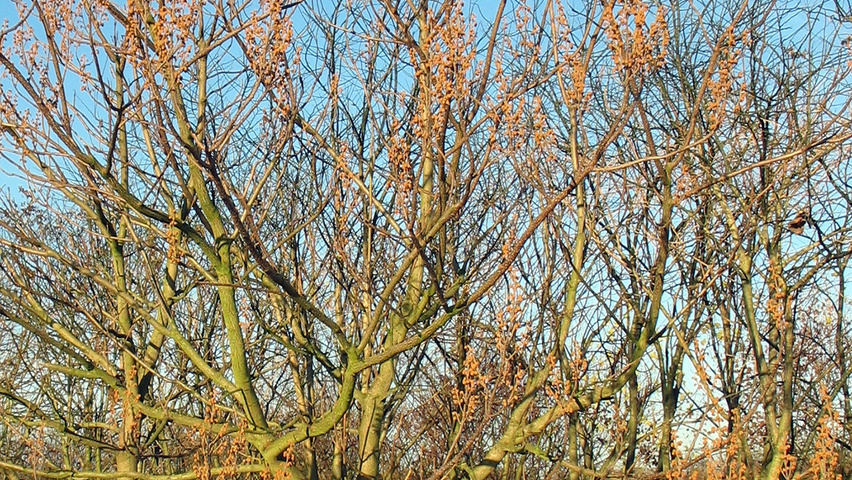 Paulownia tomentosa halfstam